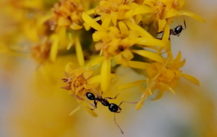 花里的蚂蚁怎么处理3