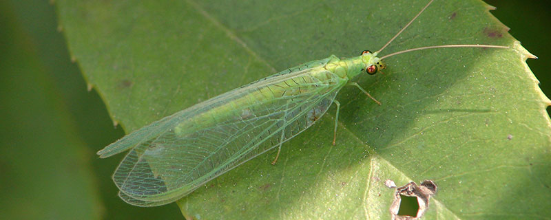绿色的虫子是什么虫子(绿色的虫子是什么虫子有毒吗)