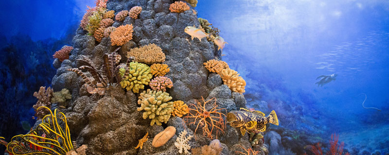 珊瑚礁是活的还是死的(珊瑚礁死了为什么那么硬)