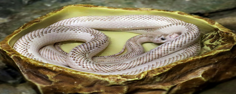 蛇的祖先是什么动物