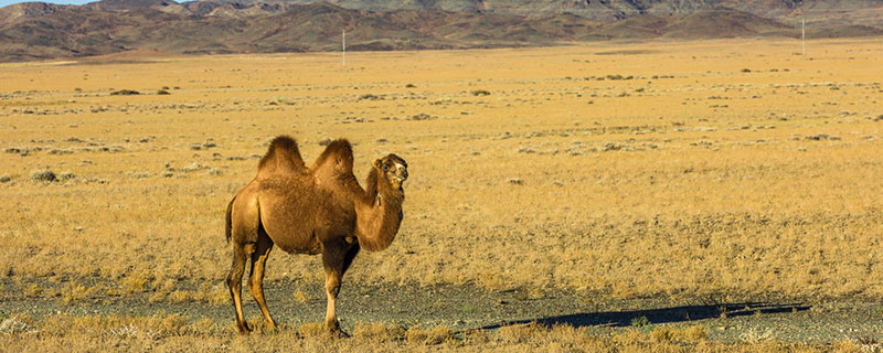 骆驼寿命一般多少年/