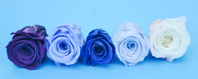 蓝色玫瑰叫啥(蓝色玫瑰叫什么名字)