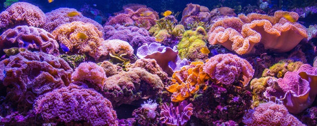 珊瑚礁是植物还是动物(珊瑚礁有什么用途)