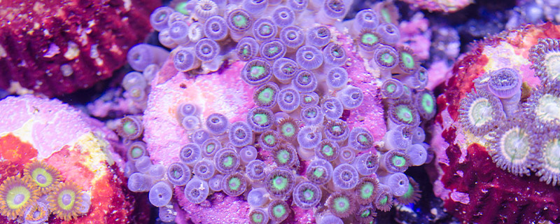 珊瑚虫是生物吗/