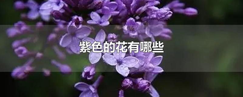 紫色的花有哪些,紫色花卉大全（所有紫色花的名字和图片）