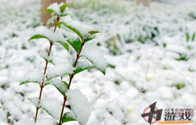 瑞雪兆丰年下雪对农事的好处包括 蚂蚁庄园小课堂12月7日答案