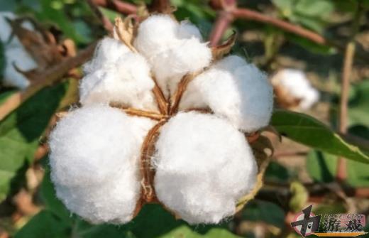 蚂蚁庄园棉花是植物的花吗 7月29日答案解析