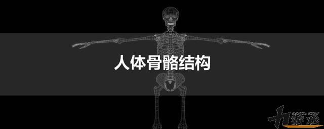 人体骨骼结构，人体骨骼结构图