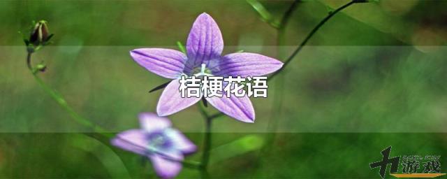 桔梗花语，蓝色桔梗花语