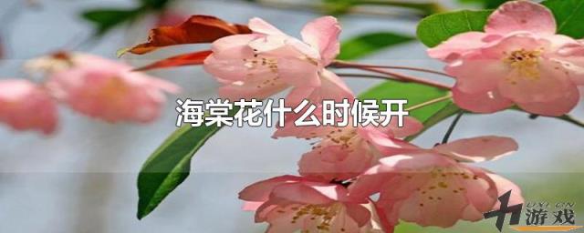 海棠花什么时候开，海棠花什么时候开季节