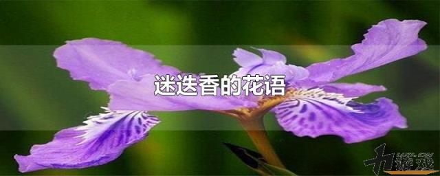 迷迭香的花语，迷迭香的花语和寓意