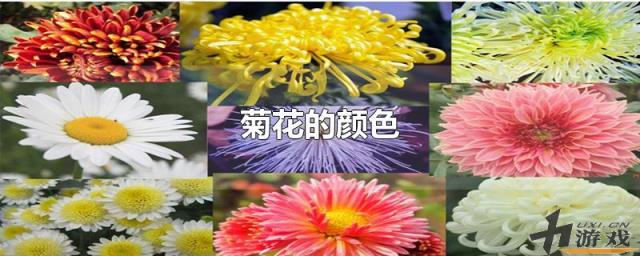 菊花的颜色，菊花的颜色都有什么色