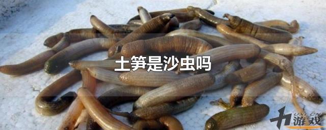 土笋是沙虫吗，土笋是沙虫吗图片