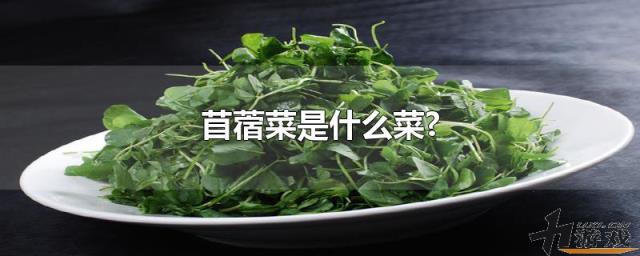 苜蓿菜是什么菜?，苜蓿菜是什么菜