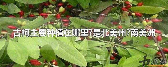 古柯主要种植在哪里?是北美州?南美洲，古柯主要种植在哪里? 北美州南美洲亚洲非洲