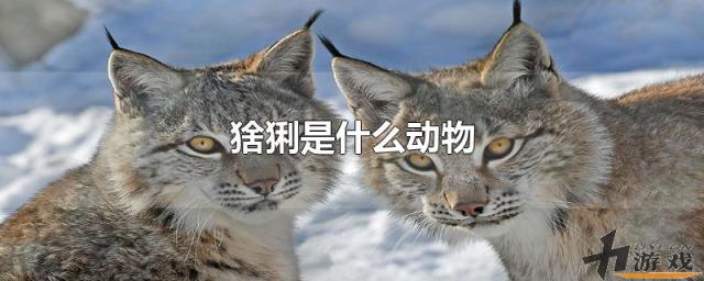 猞猁是什么动物，猞猁是什么动物杂交