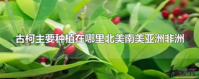 古柯主要种植在哪里北美南美亚洲非洲，古柯主要种植在北美洲吗