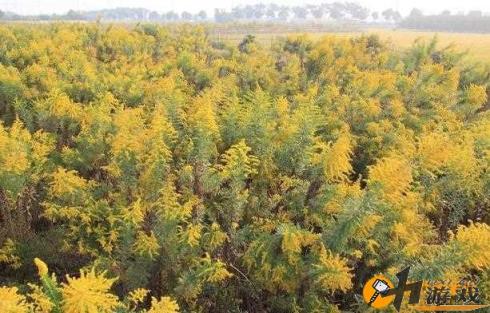 加拿大一枝黄花为何人人喊打，加拿大一枝黄花为何人人喊打蚂蚁庄园