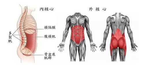 哪个部位的肌肉属于核心力量？以下哪个部位的肌肉属于健身常练的核心力量