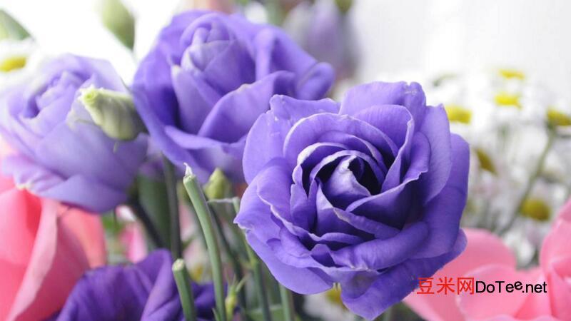 紫色玫瑰花语？紫色玫瑰花语是什么意思