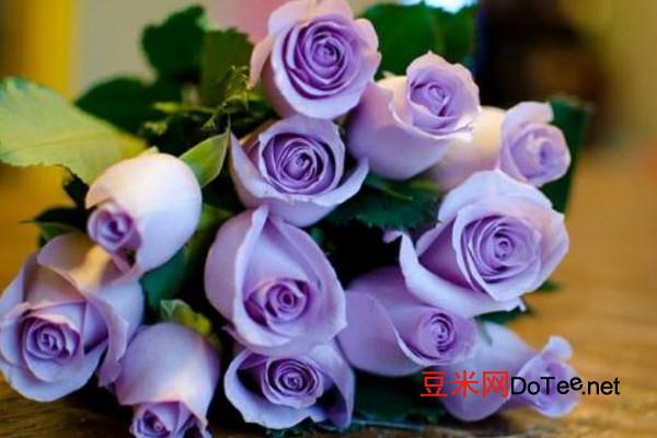 紫色玫瑰花语