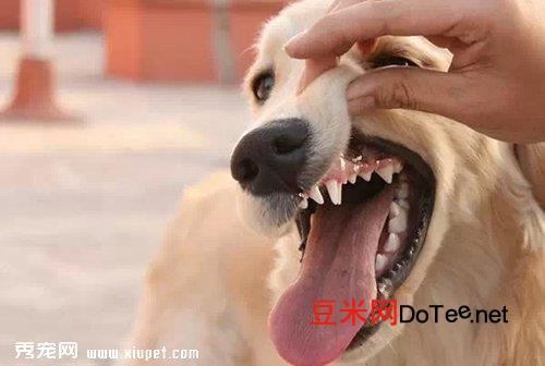 宠物狗长双排牙的危害及防治？宠物狗长双排牙的危害及防治方法