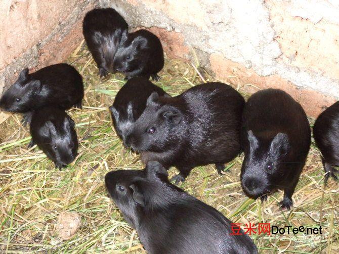 黑豚鼠选种繁殖的方式和方法？黑豚鼠选种繁殖的方式和方法视频