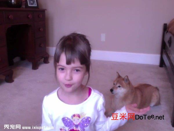小女孩和柴犬Kitsu教大家如何训练狗狗？怎么训练小柴犬
