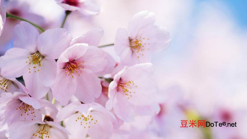 樱花的花语是什么？樱花的花语是什么意思