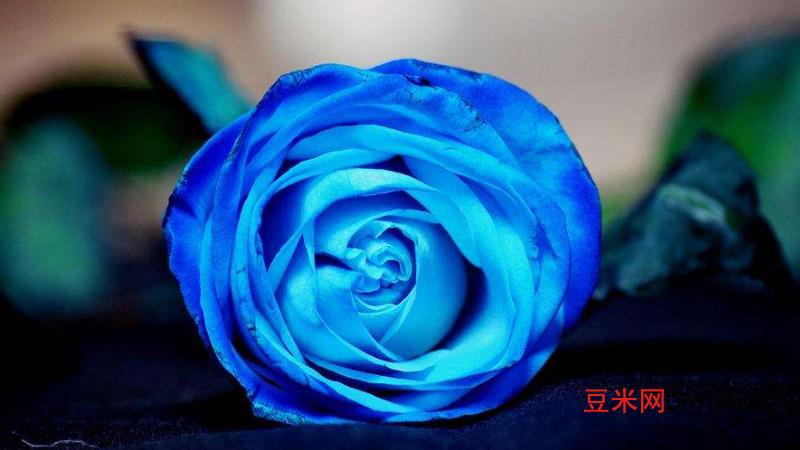 蓝玫瑰的花语是什么？蓝玫瑰的花语是什么意思