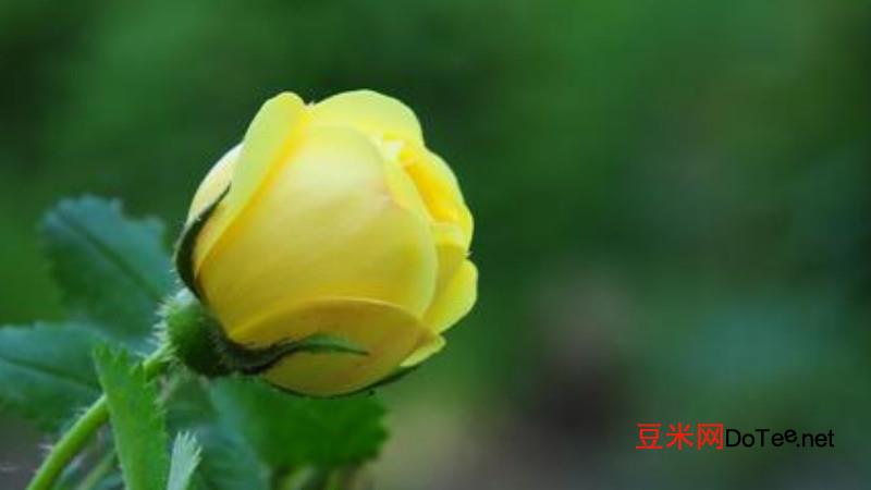 黄玫瑰的花语是什么意思？香槟玫瑰的花语是什么意思