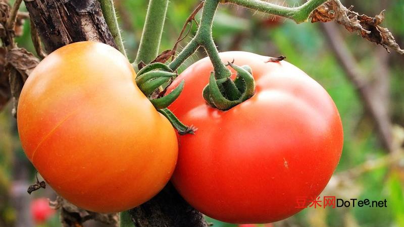 西红柿种植技术与管理