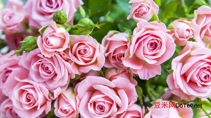 粉色玫瑰花代表什么意思？红色玫瑰花代表什么意思