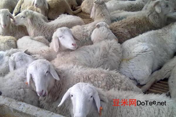 养羊技术及羊的养殖方法视频