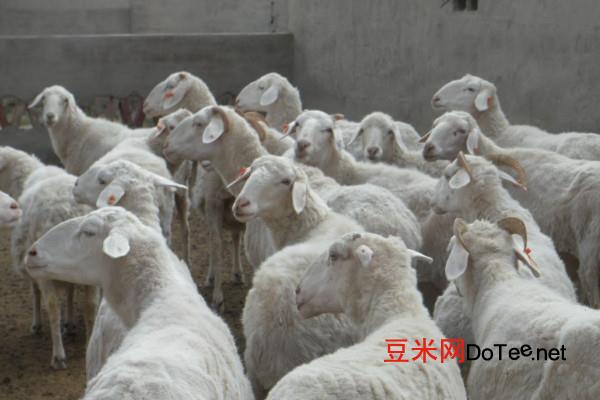养羊技术及羊的养殖方法视频