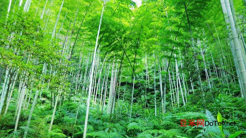 竹子是生长速度最快的植物为什么