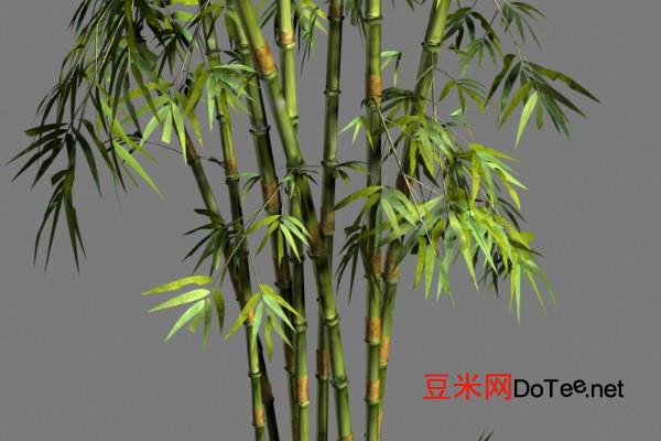 竹子是生长速度最快的植物为什么