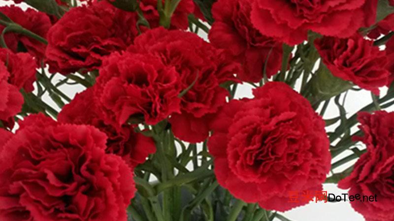 红色康乃馨的花语和寓意？红色康乃馨的花语和寓意是什么