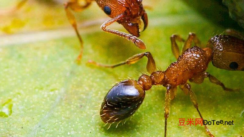 蚂蚁的习性