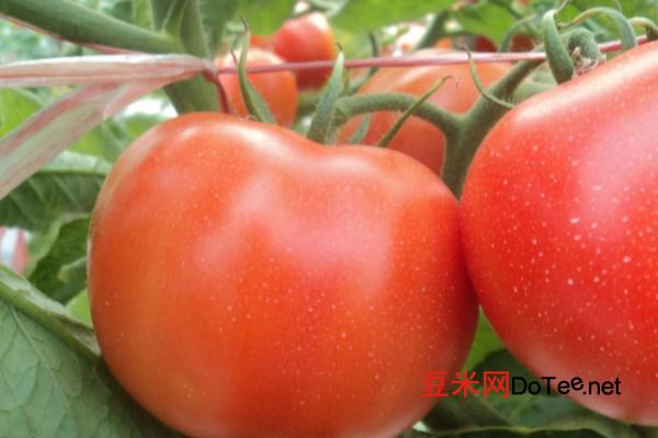 西红柿什么时候传入中国