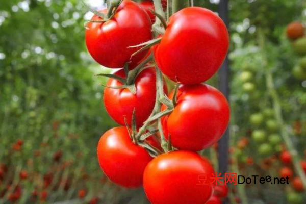 西红柿什么时候传入中国