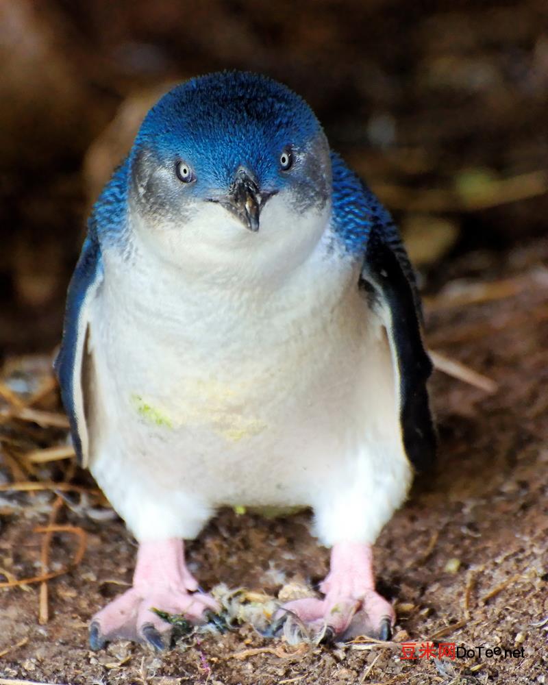 世界上最小的企鹅吃什么？世界上最小的企鹅吃什么动物