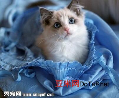 纯种布偶猫的标准特征有哪些？纯种布偶猫的标准特征有哪些图片