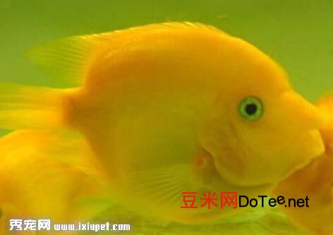 如何饲养黄金鹦鹉鱼？如何饲养黄金鹦鹉鱼视频