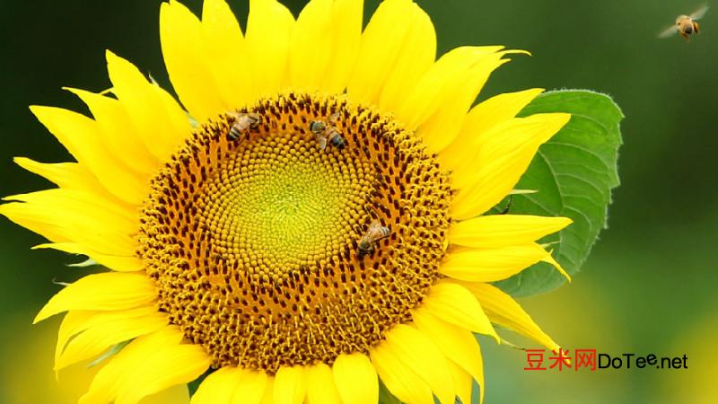 太阳花的象征意义？太阳花的象征意义是什么？又有何寓意?