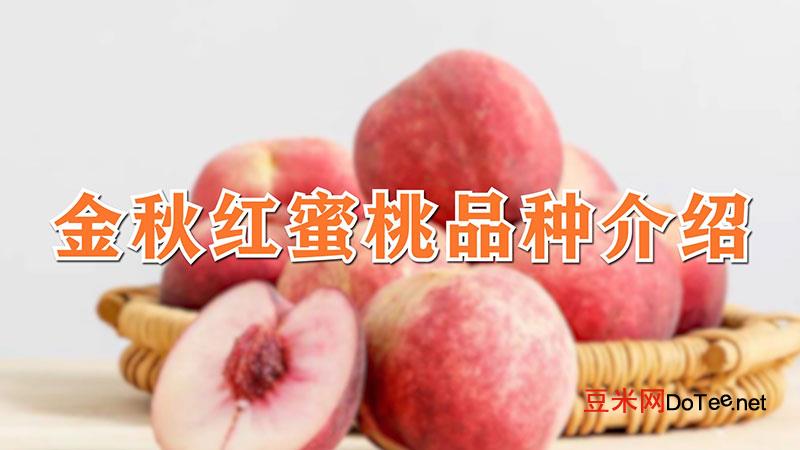 金秋红蜜桃品种介绍