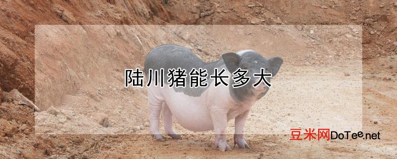 陆川猪能长多大