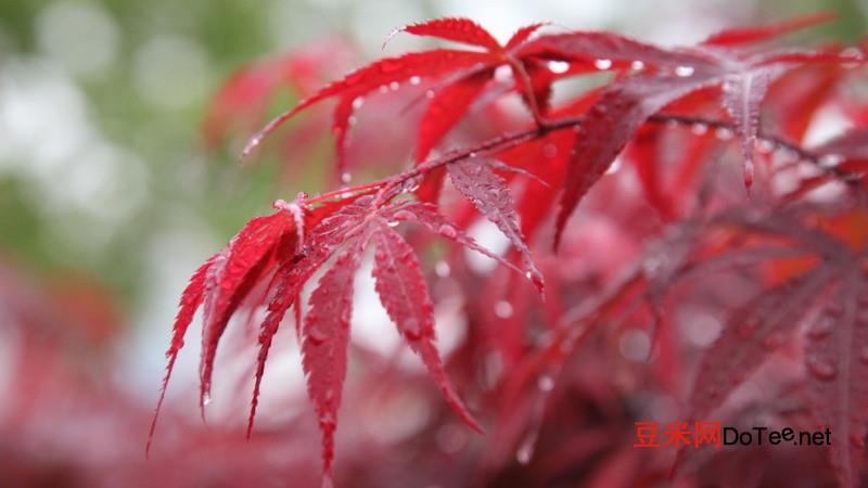 红枫的养殖方法和注意事项？日本红枫的养殖方法和注意事项