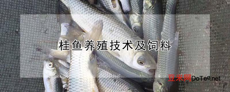 桂鱼养殖技术及饲料