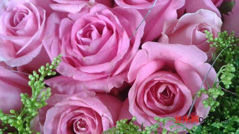 19朵粉色玫瑰花语？19朵粉色玫瑰花花语